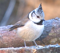 Mésange Huppée